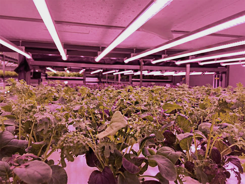 Light For Plants Light For Plants